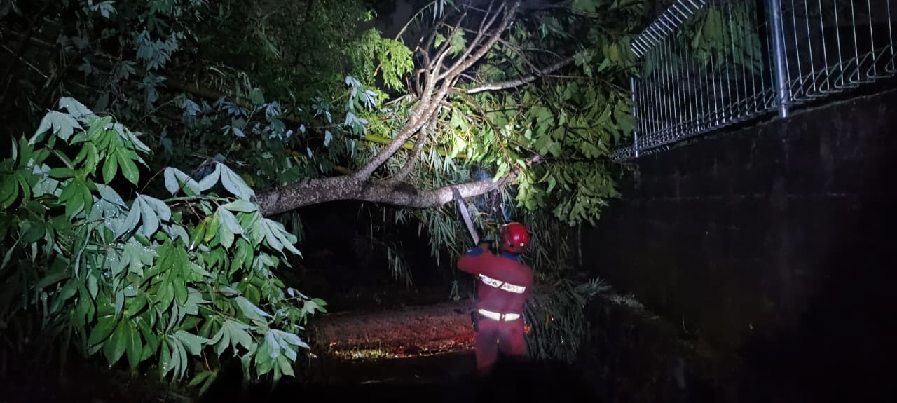 Sejumlah Pohon Tumbang di Sleman akibat Hujan Deras