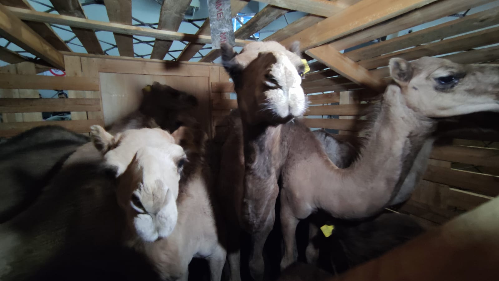 Lolos Karantina, Ratusan Ternak Unggul Asal Australia Dipastikan Sehat