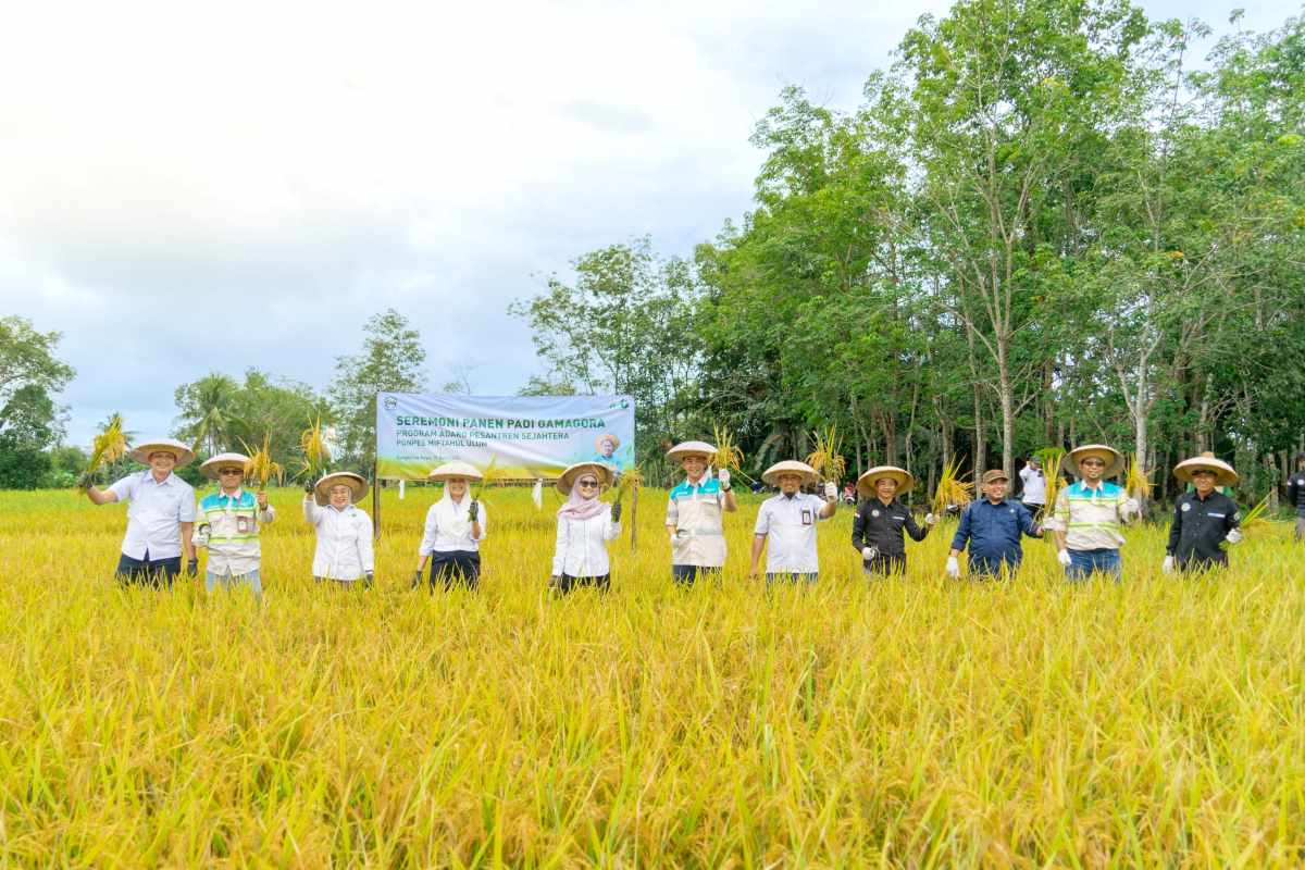 Dukung Kemandirian Pangan, Peneliti Kembangkan Padi Gamagora