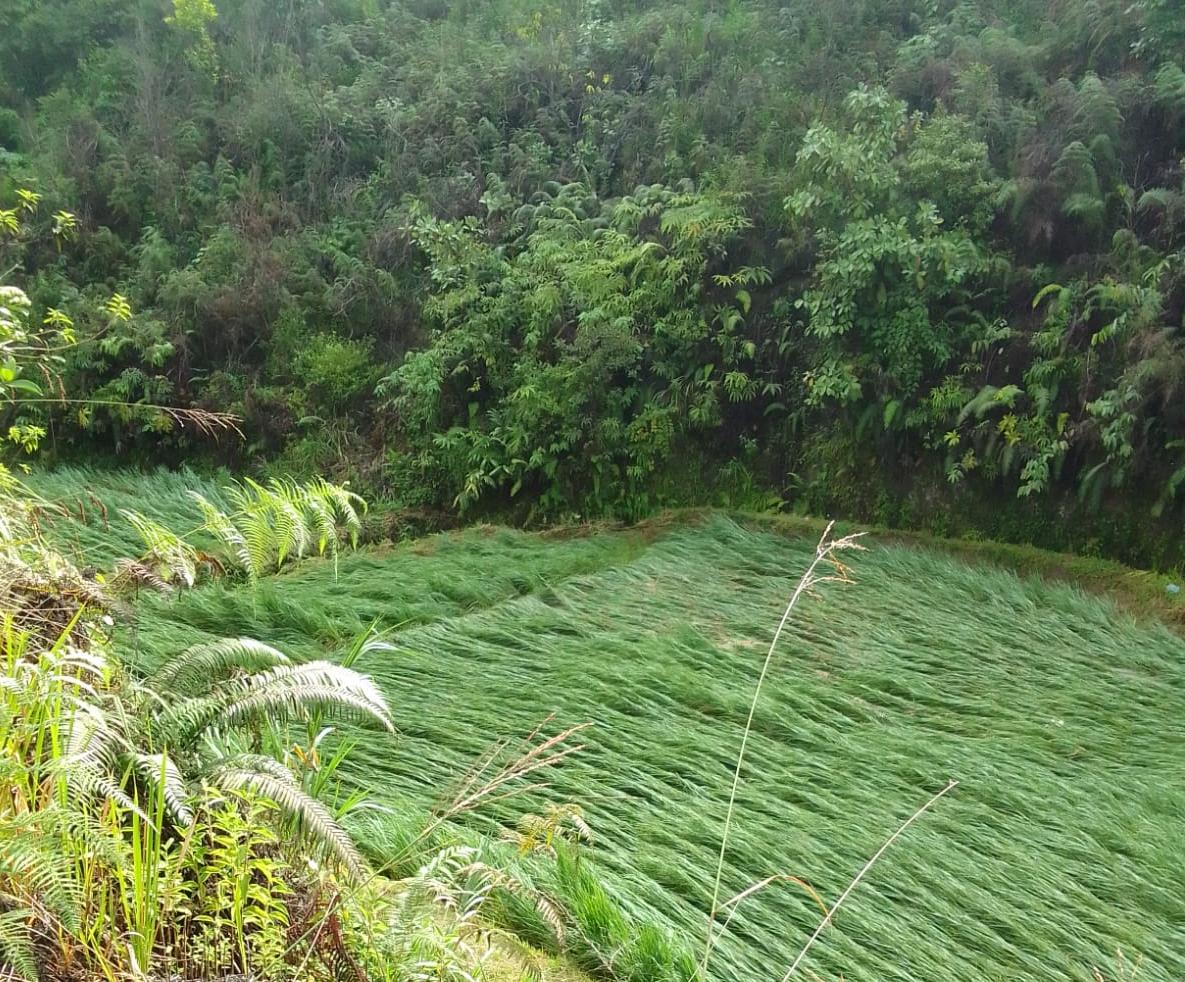 Hujan Deras dan Angin Kencang Rusak Persawahan di Taput