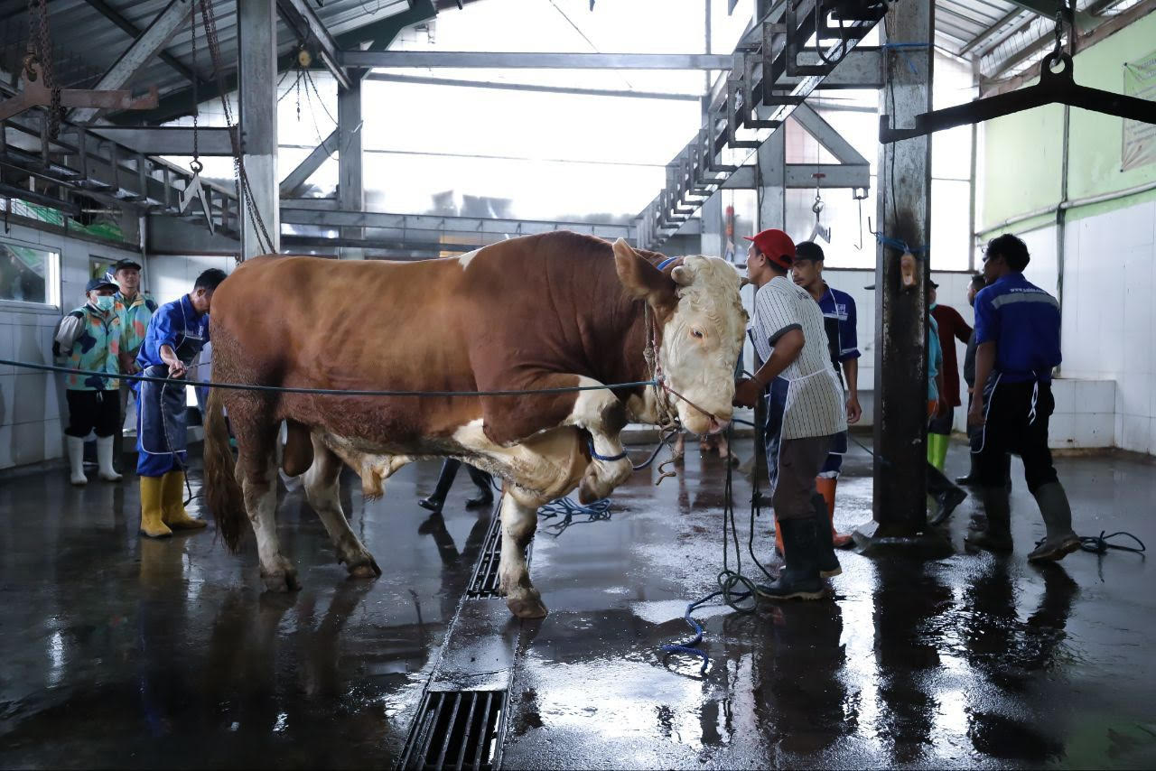 DKPP Kota Bandung Siapkan 184 Petugas Pemeriksa Hewan Kurban dan 2 RPH