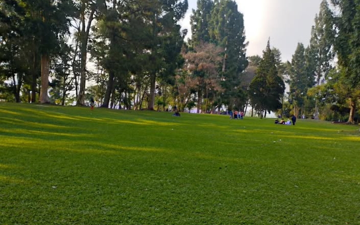 Ketika Pohon tak lagi Efektif Jadi Penyejuk Kota