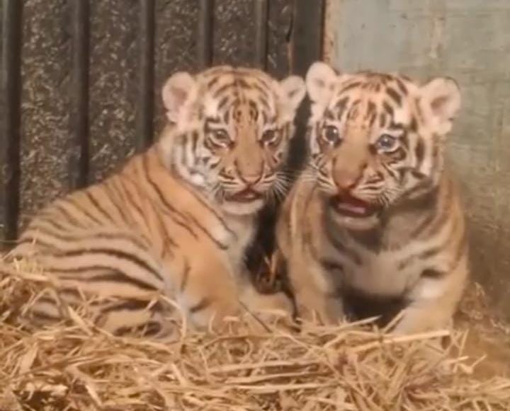 Empat Bayi Harimau Sumatera Lahir di Animal Park
