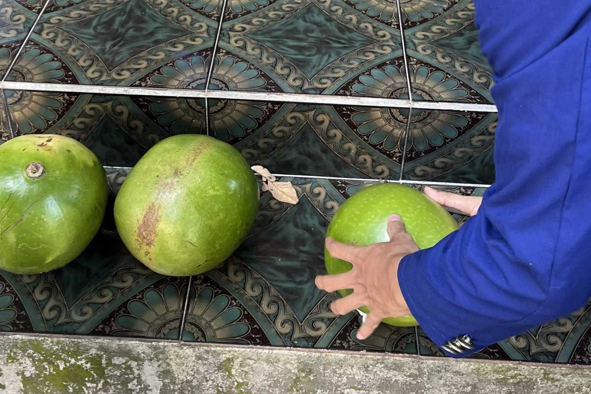 Tim UNY Olah Buah Maja Berenuk Jadi Produk Herbal