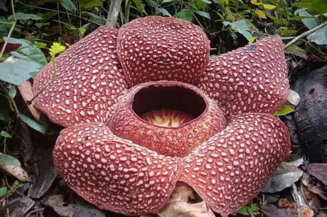 Bunga Rafflesia Mekar di Hutan Palupuh Agam