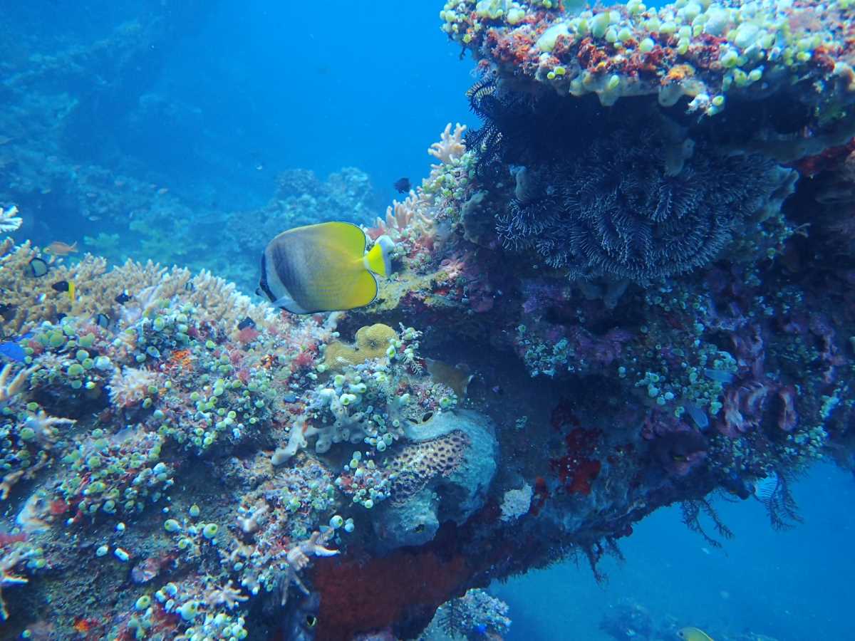 Menjelajahi Bangkai Kapal Perang Dunia II di Perairan Tulamben Bali