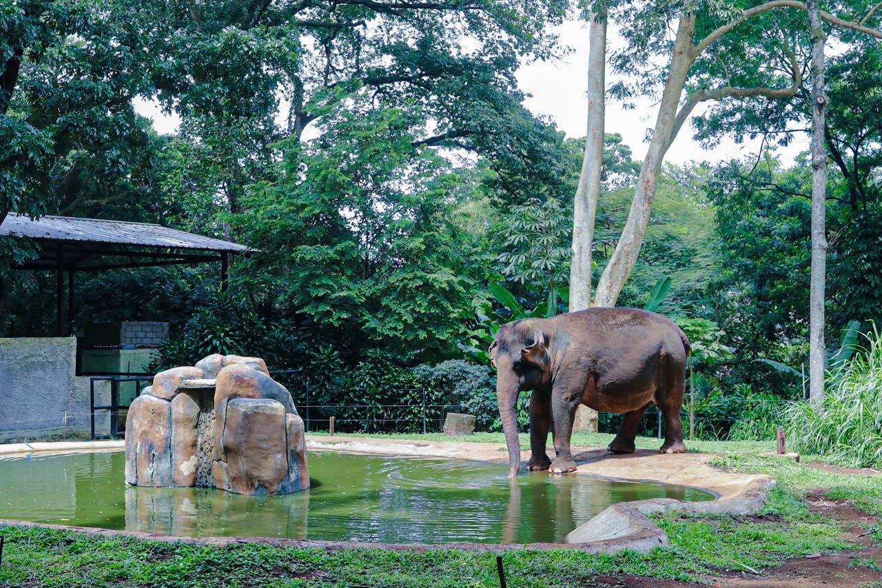 Pemkot Libatkan Kemenhut dalam Pemilihan Pengelola Bandung Zoo
