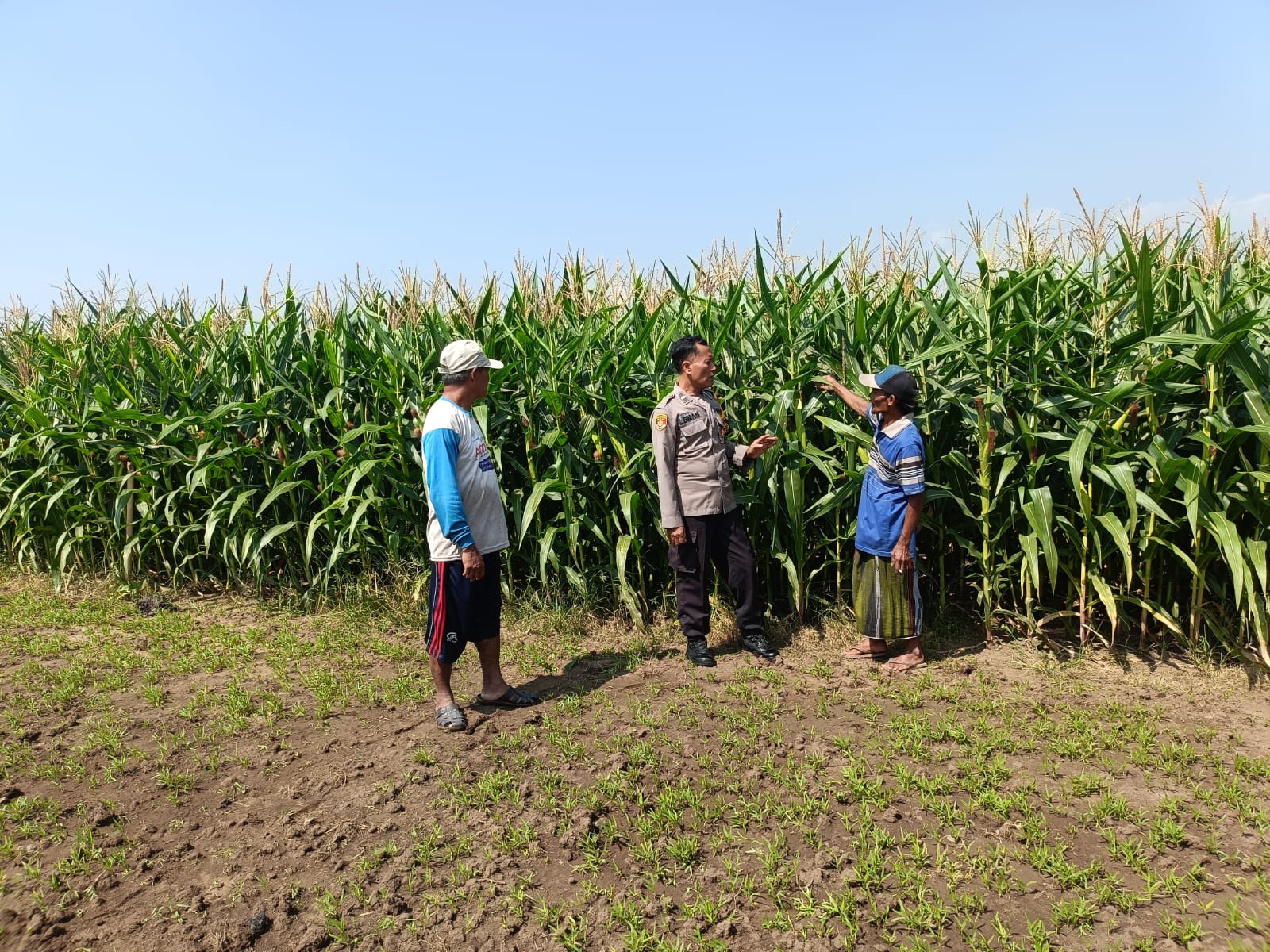 Dukung Ketahanan Pangan, Polsek Porong Pantau Lahan Jagung di Pesawahan