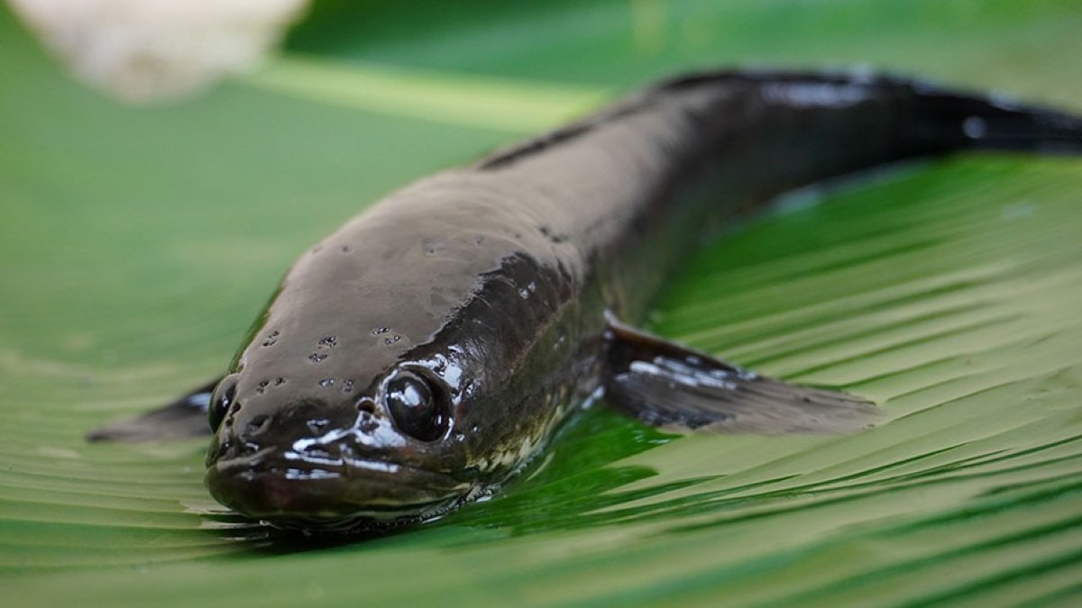 Potensi Ikan Gabus  Menjadi Superfood
