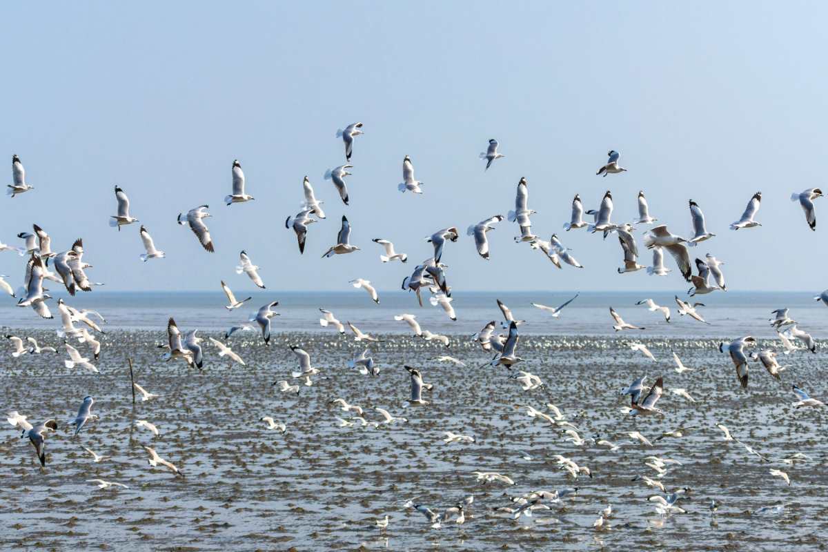27 Spesies Burung Terancam Punah Melintasi Indonesia