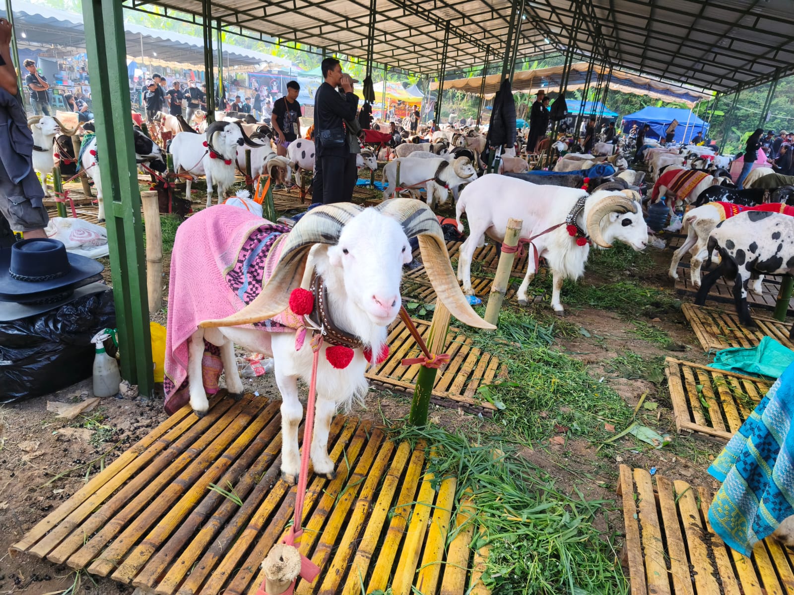 Lestarikan Budaya Sunda, Pemkot dan HPDKI Gelar Ketangkasan Domba Garut