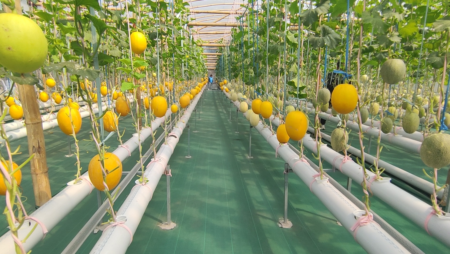 Puspenerbal Sulap Lahan 400m2 Jadi Kebun Melon Hidroponik