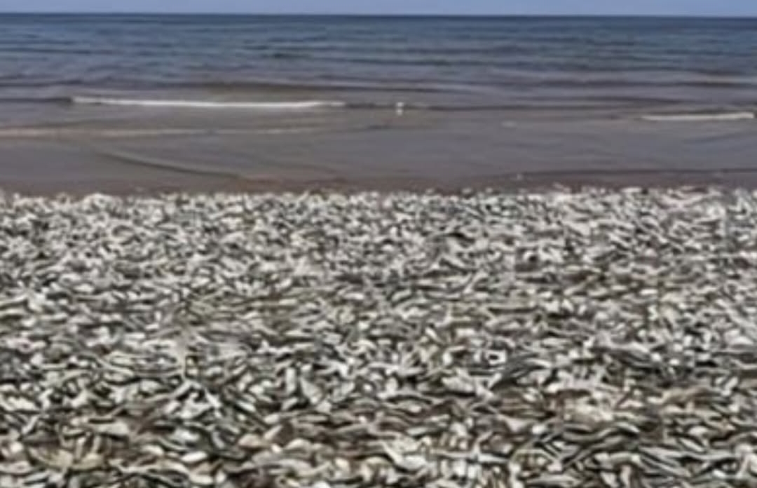 Viral Ribuan Ikan Tembang Terdampar di Pantai Kolaka, Ini Kata BMKG