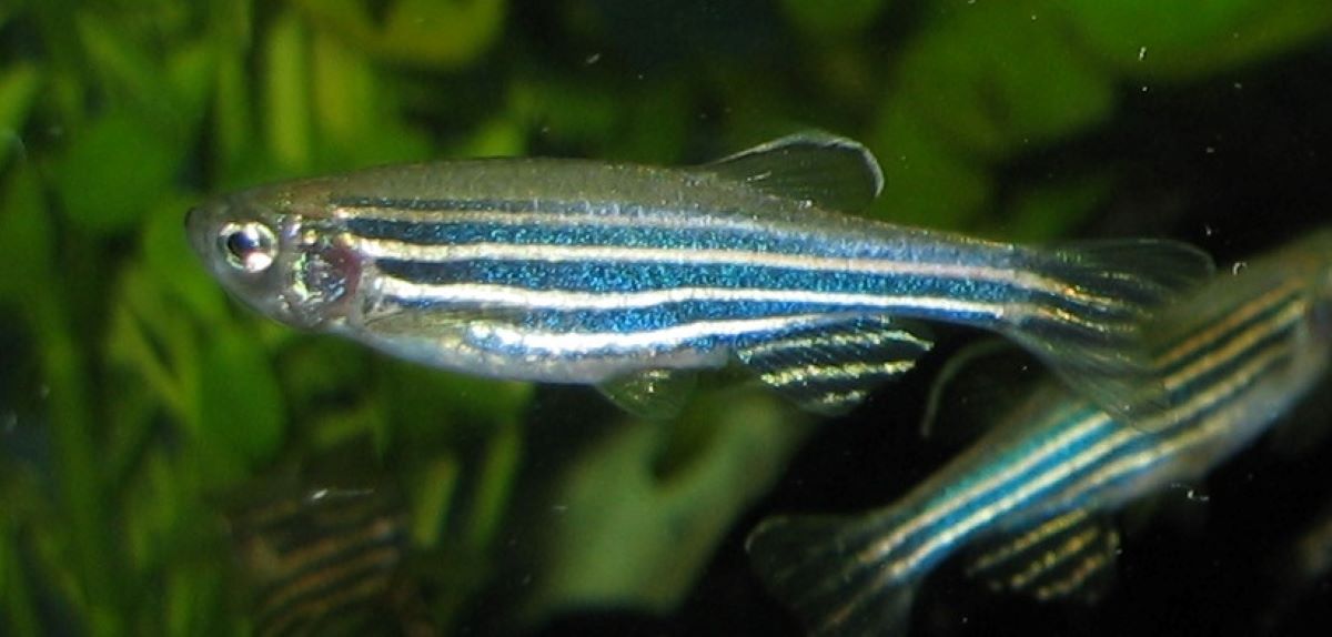 Punya Kesamaan Genetik dengan Manusia, Ikan Zebra Bisa jadi Model Riset Biomedis