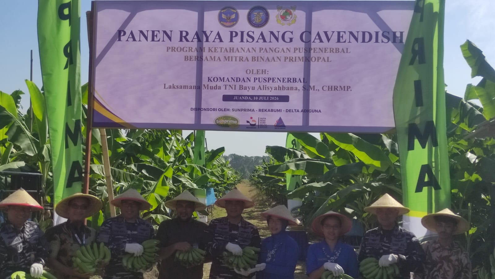 Dukung Ketahanan Pangan, Puspenerbal Panen Raya Pisang Cavendish