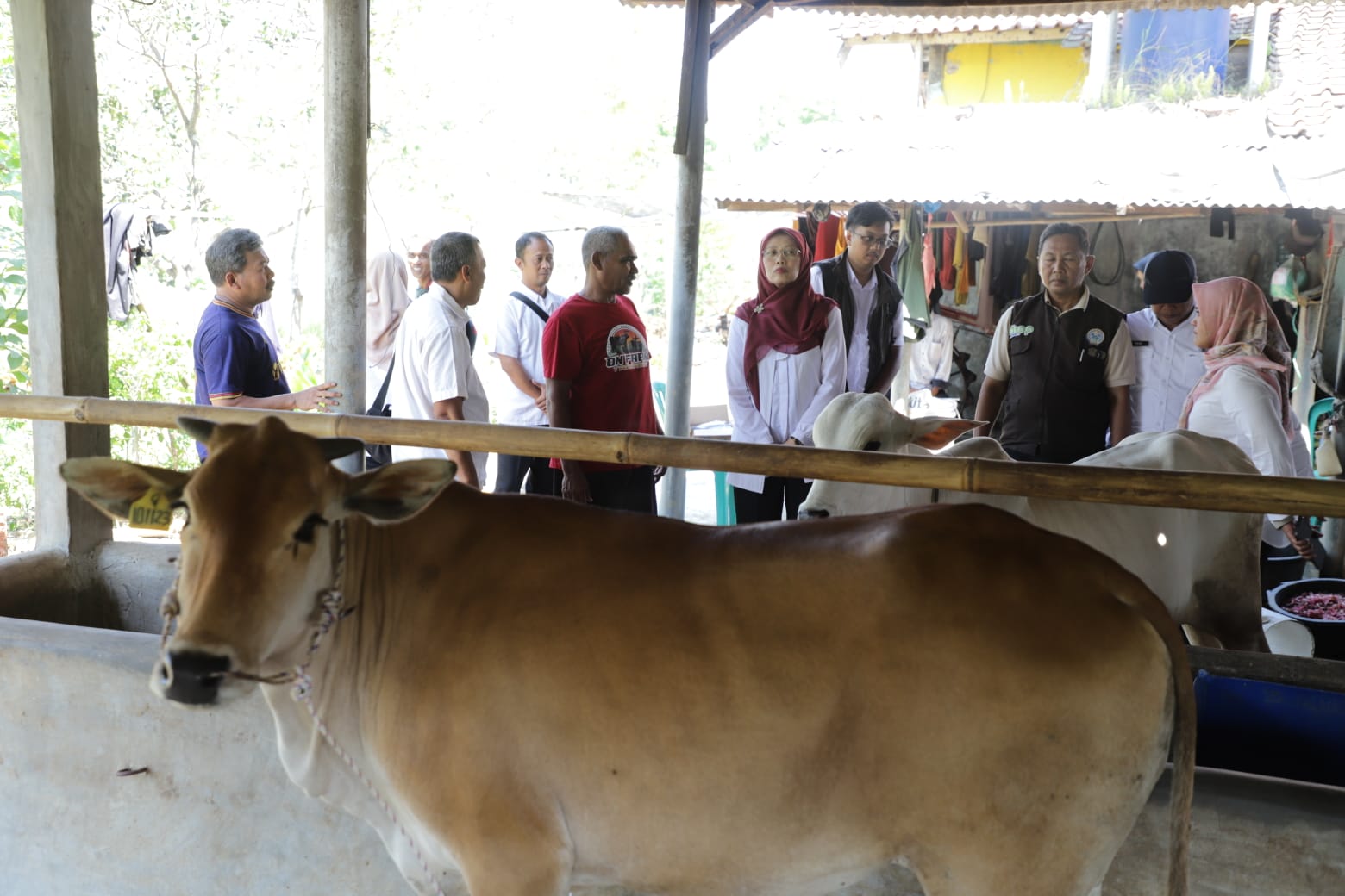 DKPP Jabar Salurkan Bibit Sapi Potong ke Tiga Kabupaten