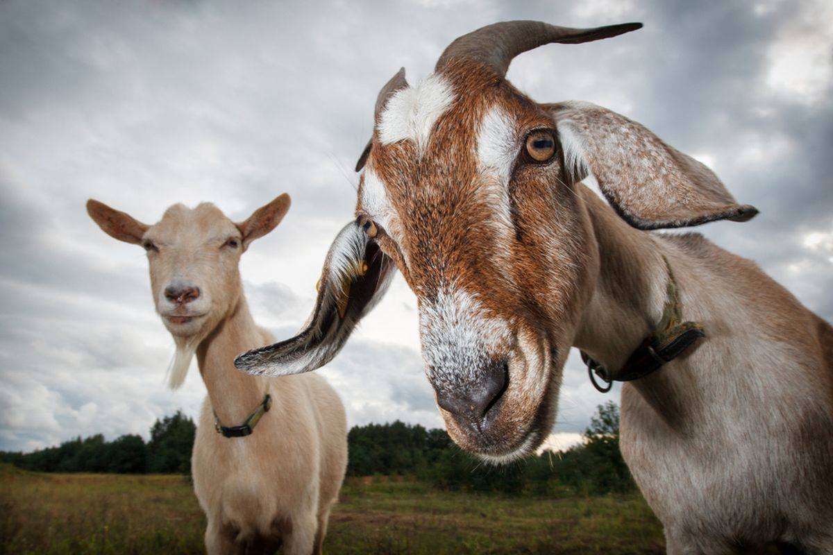 Kolagen Kulit Kambing dan Domba Berpotensi Jadi Antioksidan dan Penurun Tensi