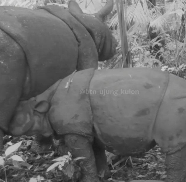 BTNUK Gunakan Teknologi ART untuk Bantu Reproduksi Badak Jawa