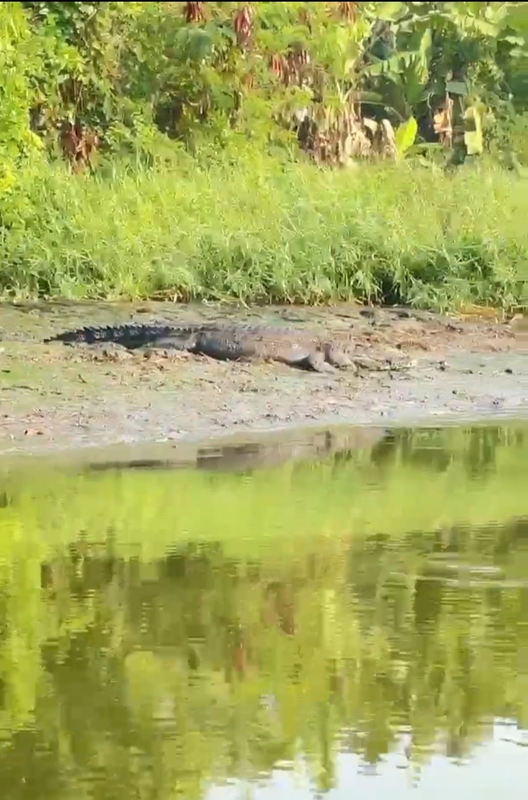Buaya Berukuran Besar di Tepi Sungai Sidoarjo Kagetkan Rombongan Guru