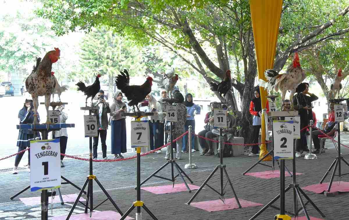 Peternak Ayam Ketawa Diimbau Mewaspadai Risiko Inbreeding